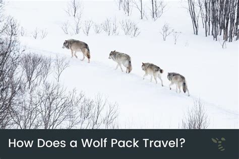 wolf pack hierarchy when traveling.